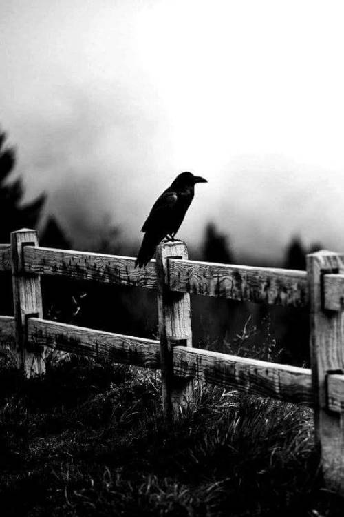 curvethemoonshine:  spirit of the raven - ancient knowledge   adoro los cuervos negros…y en todas las peliculas indican la oscuridad de lo que les envuelven…por eso los adoro..oscuros……adoro la oscuridad