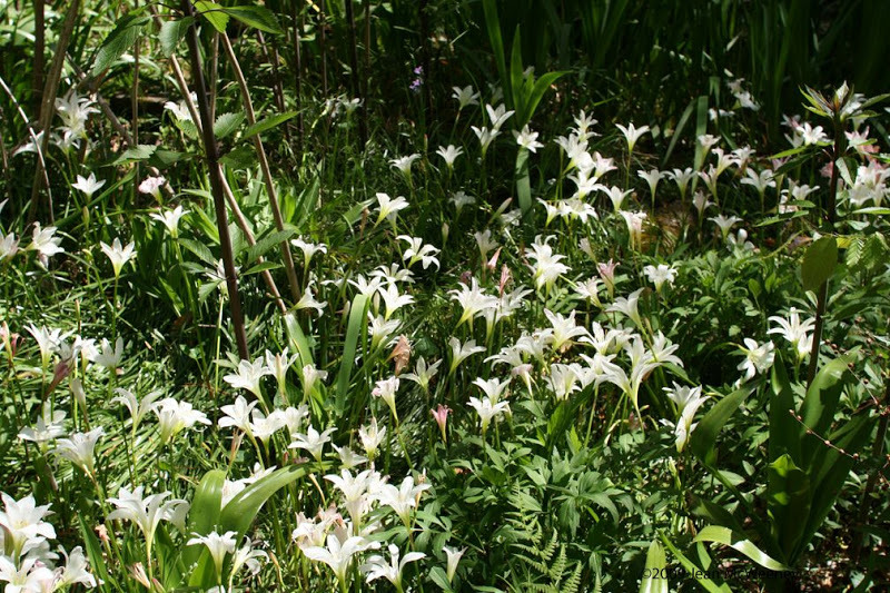 Wild Easter Lilies 