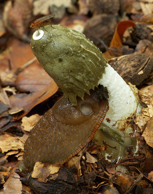 Phallus impudicus - the stinkhorn. The stinky, grey spore-mass - the gleba - attracts flies which wi