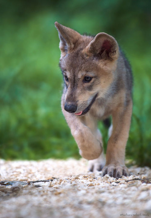 me-lapislazuli: Look who’s walking…. | by BarbaraSeiberl-Stark | http://ift.tt/293lWW3 