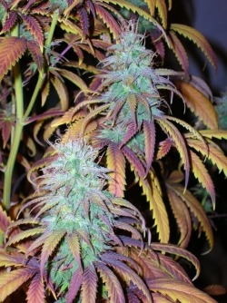 marihuanalegal:  ganjasociety:  Sweet Skunk