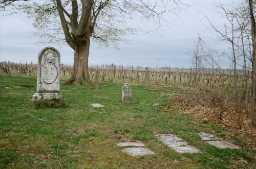 Porn goldenprairies:dead vineyard photos