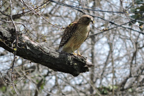 Red-shouldered Hawk, Buteo lineatus