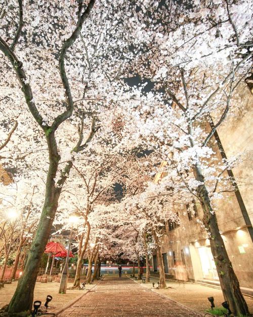 【京都府】祇園白川夜桜 . 領域展開しました . （2022/03/31撮影） . #祇園白川 #夜桜 #夜桜ライトアップ #宵桜 #京都桜 #夜桜 #桜満開 #桜2022 #桜ライトアップ #桜の天