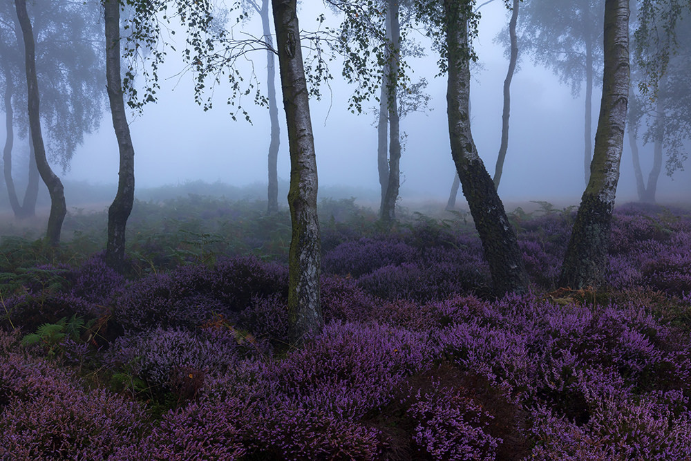 90377:  Emerging by David Ball Facebook | Website   