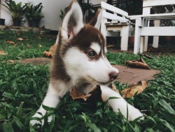 Esse cachorro foi pintado a mão né possível.