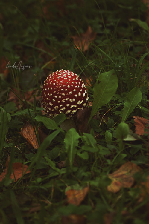 lindagoesmushrooming:Amanita muscaria | Macrolepiota procera | Coprinus comatus | Amanita batta