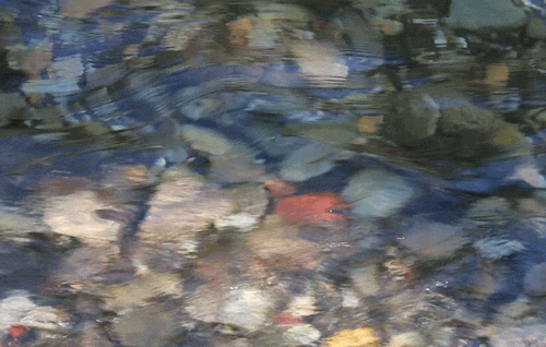 In The Abundance Of Water, The Fool Is Thirsty.