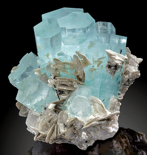 mineralists: Gemmy blue Aquamarine crystals with accenting Muscovite blades on AlbiteChumar Bakhoor,