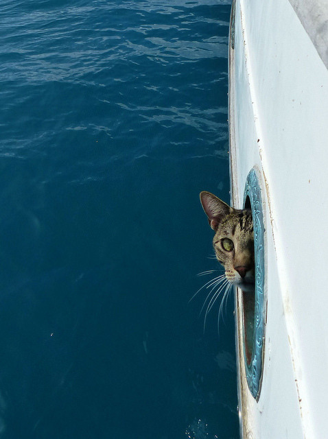 Ahoy! Joey the Boat Cat.(via pink_stormtrooper)