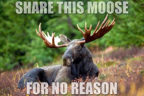 meese