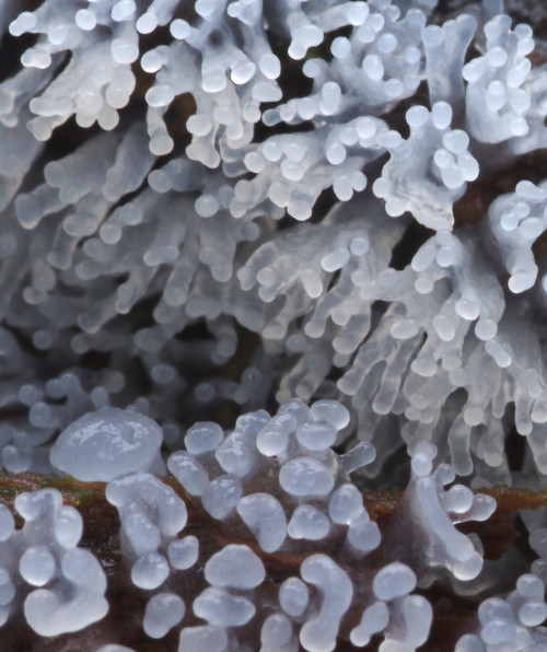 More photos of the slime mould Ceratiomyxa fruticulosa. This time from Argyll, UK.