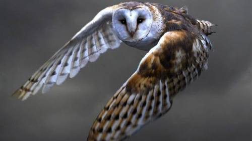 Whoooooooo are you?The flight of an owl has long been touted for its silent strength. Owls’ acute he