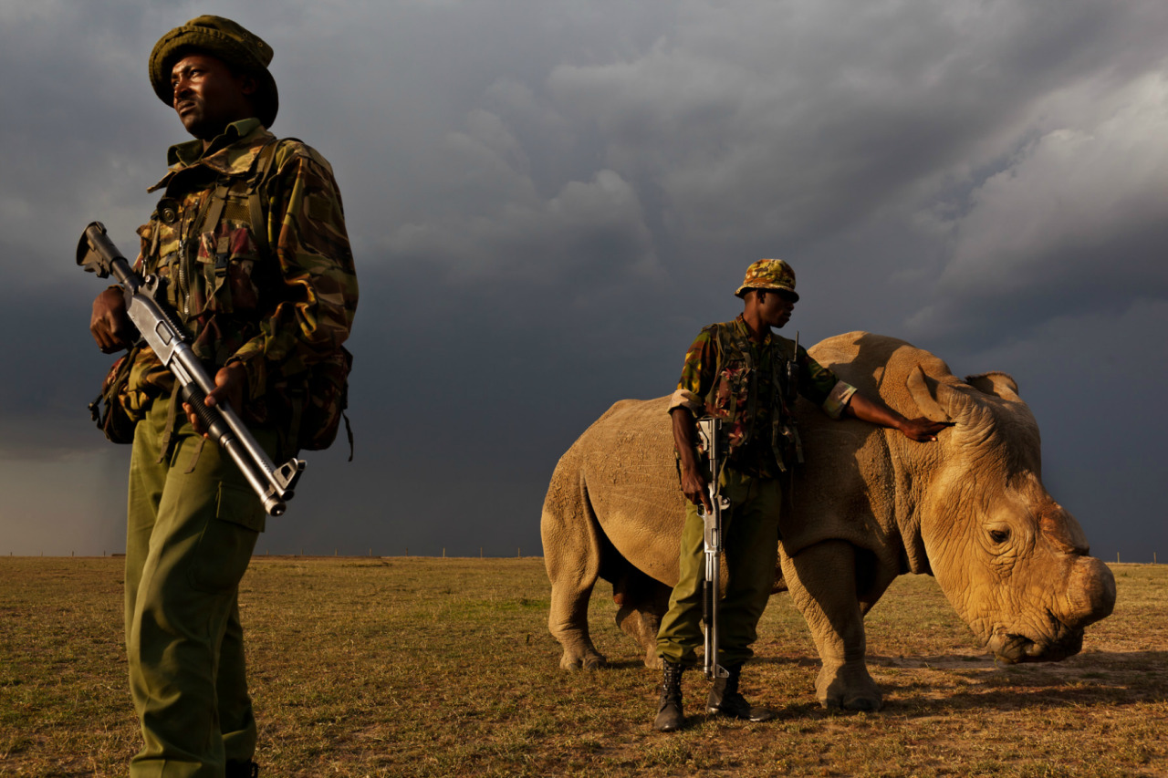 nubbsgalore:  september 22 is world rhino day, meant to raise awareness about the