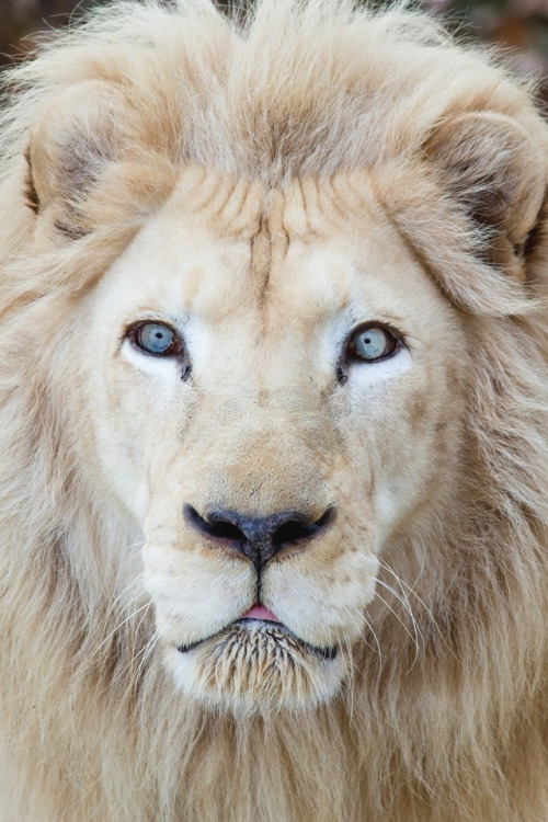 souhailbog:Wide Eyed White Lion By Mark Dumont