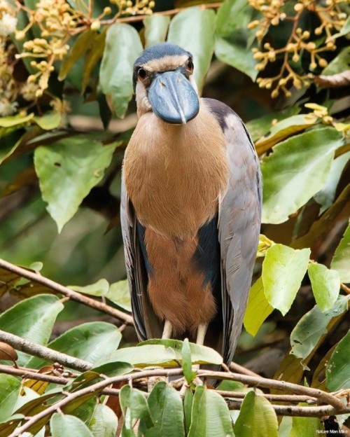 Boat-billed Heron. Had to show this interesting looking Heron from the front, to show the unique loo