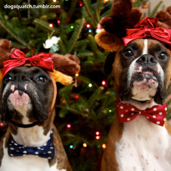 handsomedogs:  Merry Christmas! dogsquatch.tumblr.com