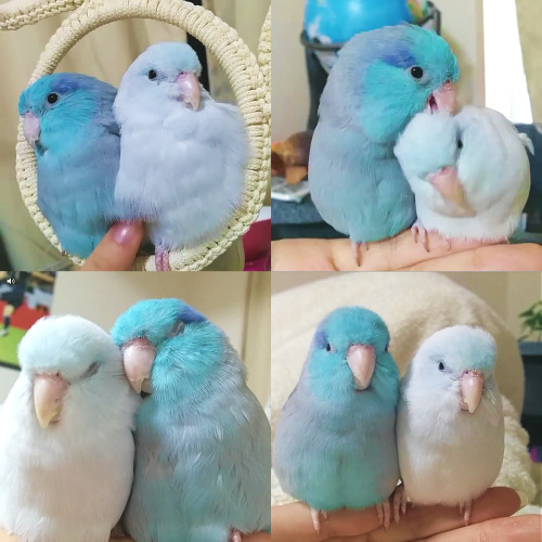 pastel-chaos:(・Θ・) an appreciation post of my two favorite birds on vine [x]