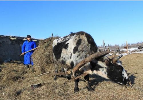 Cattle breeding in the Eveno-Bytantaysky District in Sakha Republic(Russia, 2013).Yakutian cattle ar