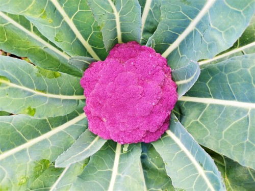 It wasn’t a good year for cauliflower & broccoli. I planted so many and this is one of the only 