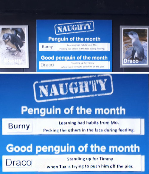catsbeaversandducks:This Aquarium Picks The Naughtiest Penguin Of The MonthWe thought that cats were