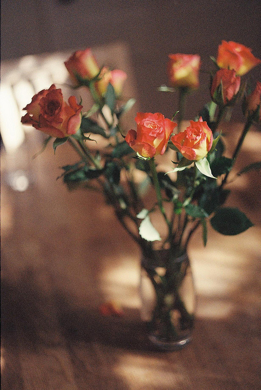 riverofbones:  vintage blog ❂