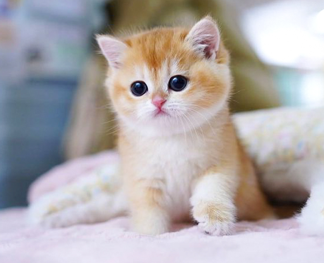 ❛ cute cat  Cute cats and dogs, Cute baby cats, Baby cats