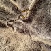 emmatheward:emmatheward:- I could watch her on this blanket for hours. - Hire her