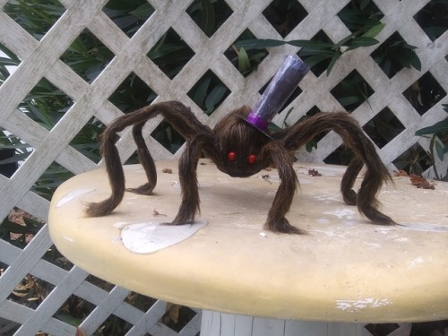 I Bought A Prop Tarantula, Named Him Todd, Styled His Hair, And Made Him A Top Hat.