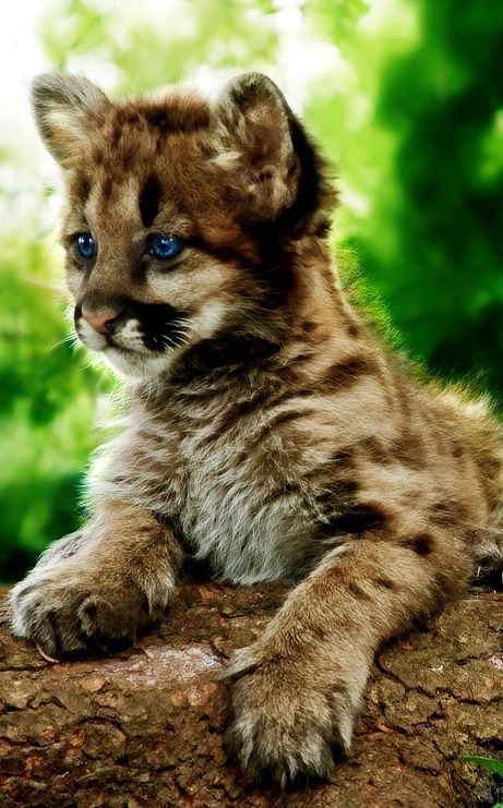 omgshowmetheworld:   Baby Cougar   