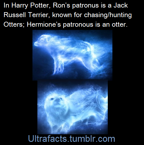 pizzaismylifepizzaisking:  ultrafacts:  (Fact Source) (Video example of “chase”) Otters are also part of the weasel family(Mustelidae), and Ron Weasley’s family lives near the village of Ottery-St.Catchpole Follow Ultrafacts for more facts  This