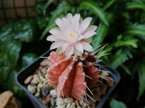 XXX stefano-bonalume:Gymnocalycium stenopleurum photo