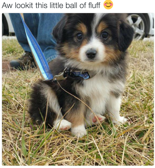 itsbabyanimals:  love animals? you will love this blog!