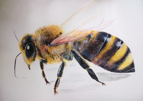 8x10′’ detailed watercolor bee painting
