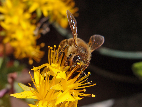 Bee