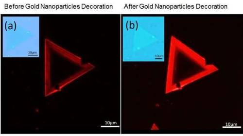Gold nanoparticles enhance light emissions from tungsten disulphideNUS physicists have discovered th