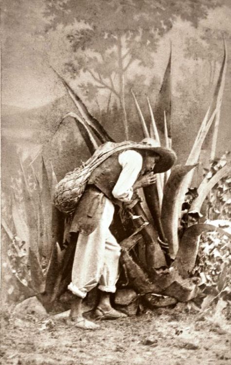 A man harvesting agave (used for making tequila).  Obviously a staged photo, but neat nonetheless.  