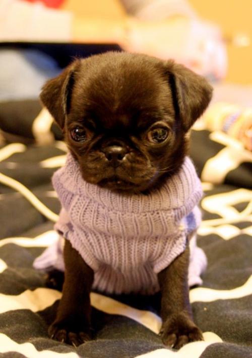 end0skeletal:In case you are sad here are some animals wearing sweaters.