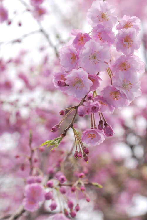 sakura (cherry blossoms) Japanese feels the emotion in cherry blossoms. It is transience. By :&