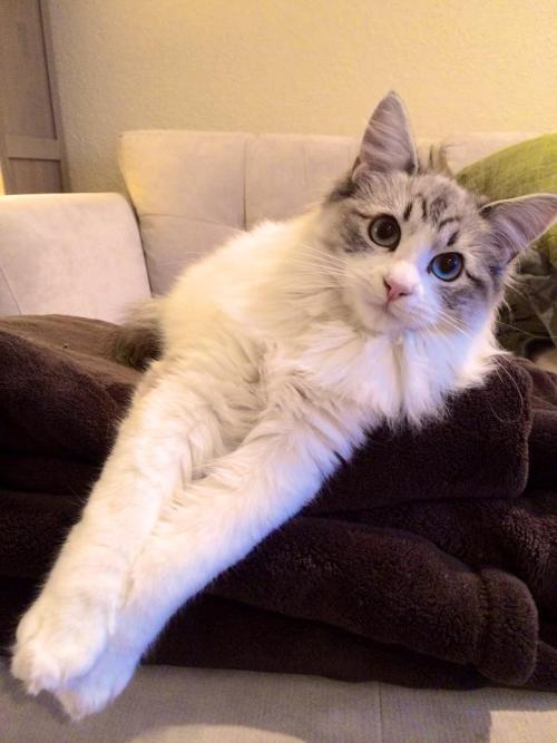 kimkardashingthroughtthesnow:cuteness-daily:Seven the Kitty &ldquo;The cutest cat in the wo