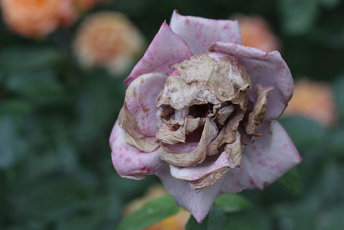 coolthingoftheday:A dried flower whose petals resemble a skull.