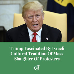theonion:WASHINGTON—After spending the better part of Monday afternoon watching live television coverage of the demonstrations in the hotly contested Gaza Strip, Donald Trump declared himself “absolutely fascinated” by the Israeli cultural tradition