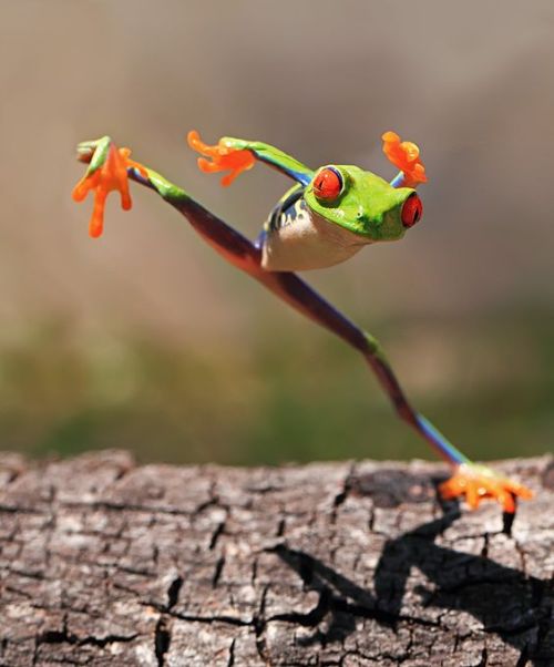 trickygod:I have found the best frog