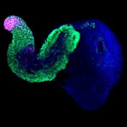 currentsinbiology: Stem cells organize themselves into pseudo-embryos   The definitive architecture of the mammalian body is established shortly after implantation of the embryo in the uterus. The antero-posterior, dorso-ventral and medio-lateral axes