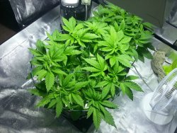 weedporndaily:  55 days from seed. Just about