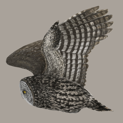 Great Gray Owl, done for IBP’s Sierras monitoring project.