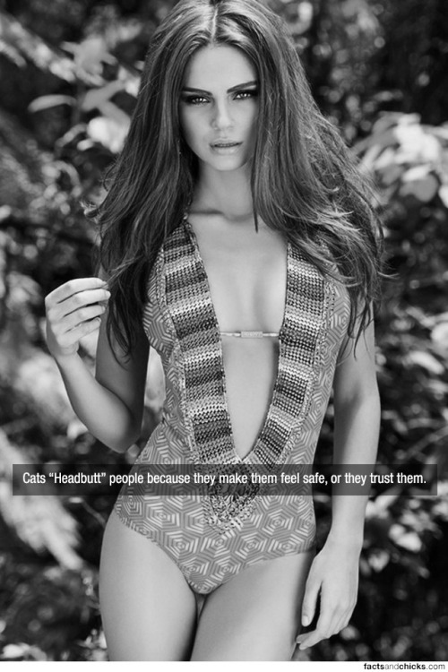 factsandchicks: Cats “Headbutt” people because they make them feel safe, or they trust t