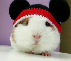 Guineapiggies:  Via My Guinea Pig