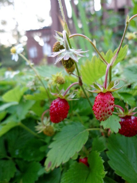 epimeliad:  Wild strawberries (Fragaria virginiana) growing in the dooryard. 