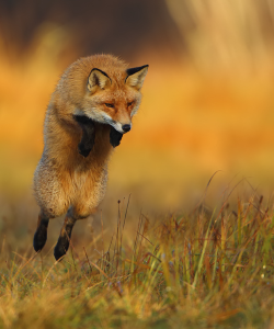 magicalnaturetour:Flying fox (by Marcin Nawrocki)